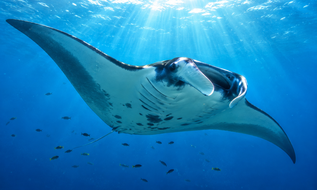 A giant manta ray gliding gracefully through clear blue ocean water beneath rays of sunlight.