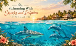 Swimming with sharks and dolphins in the Maldives, featuring turquoise waters, tropical overwater villas, a reef shark, and dolphins at sunset.